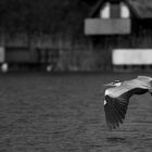 Graureiher (Mecklenburgische Seenplatte) Zettemin