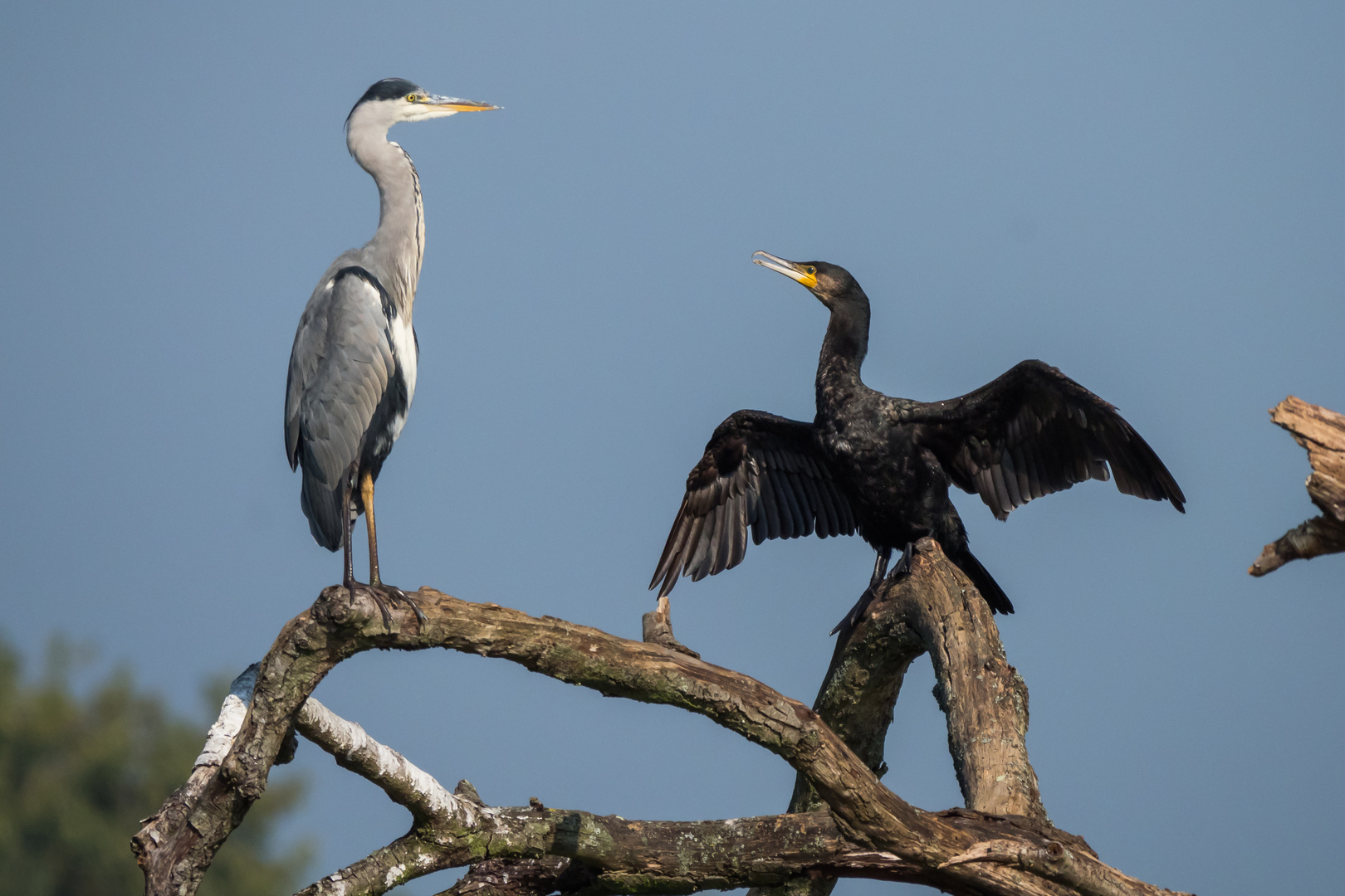 Graureiher meets Kormoran