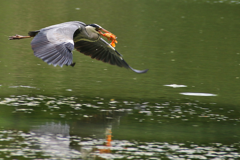 Graureiher mit Beute im Flug