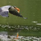 Graureiher mit Beute im Flug