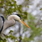 Graureiher mit Blickrichtung Wasser