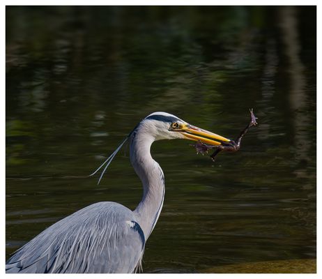 Graureiher mit fetter Beute