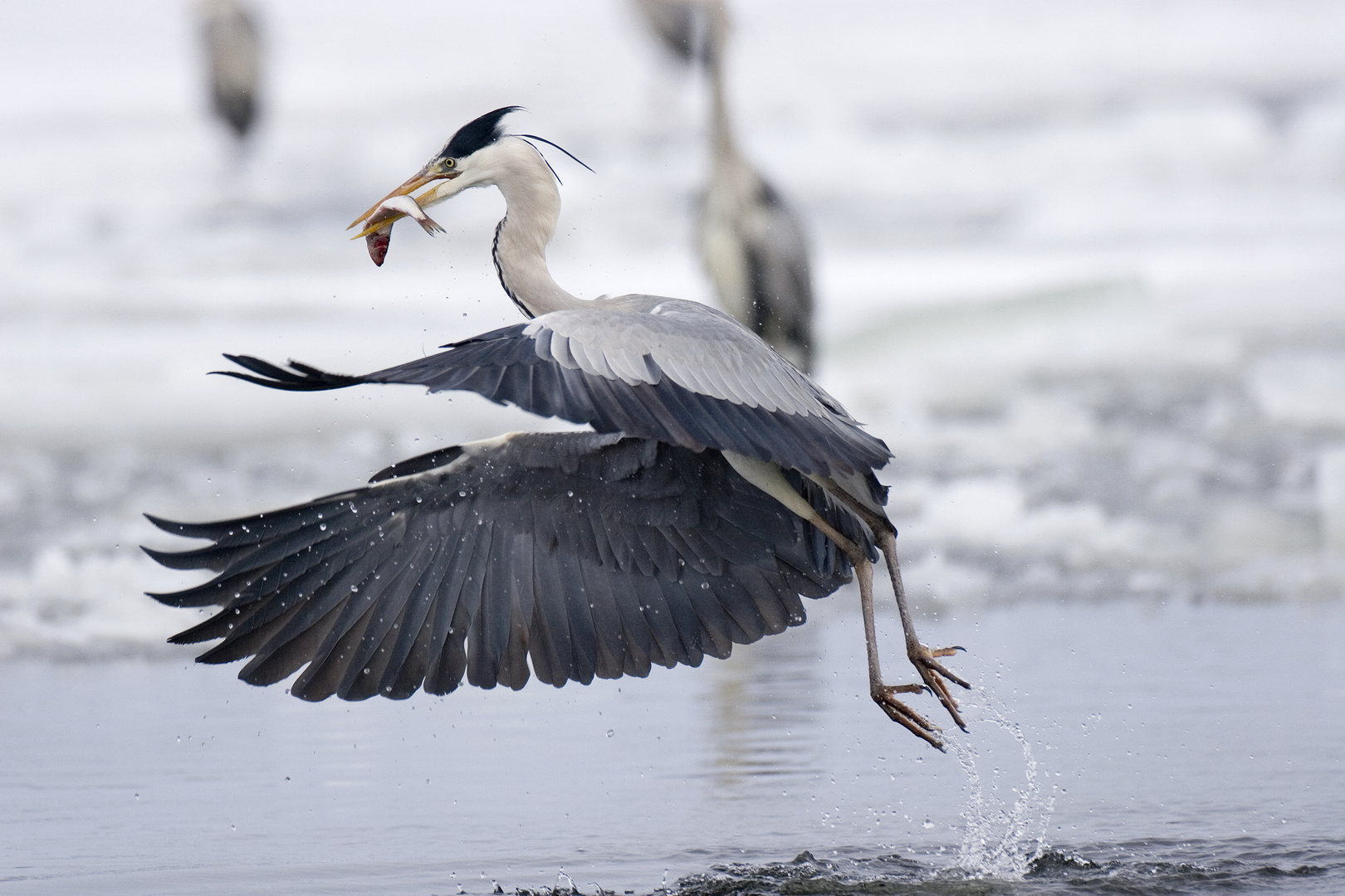 Graureiher mit Fisch