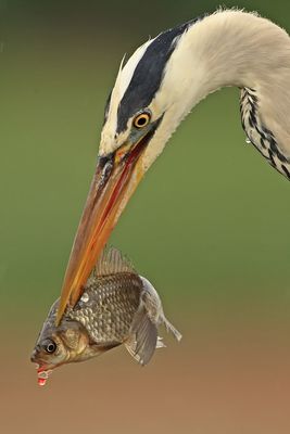 Graureiher mit Fisch