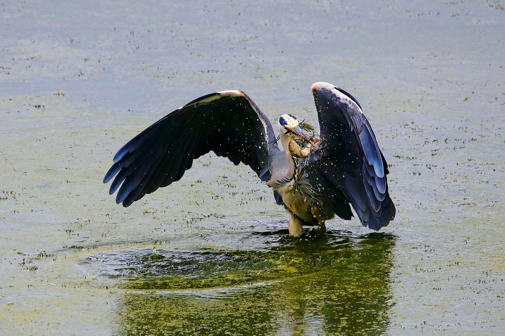 graureiher mit Fisch