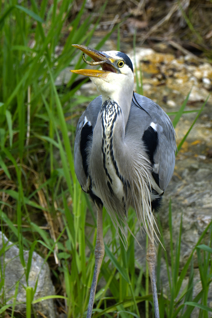 Graureiher mit Fisch