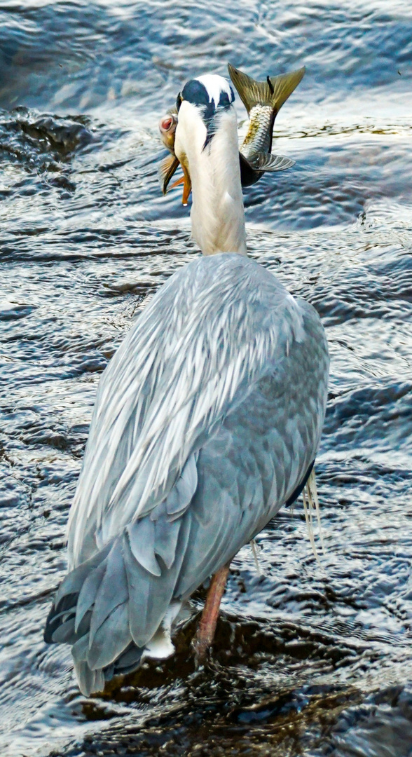 Graureiher mit Fisch