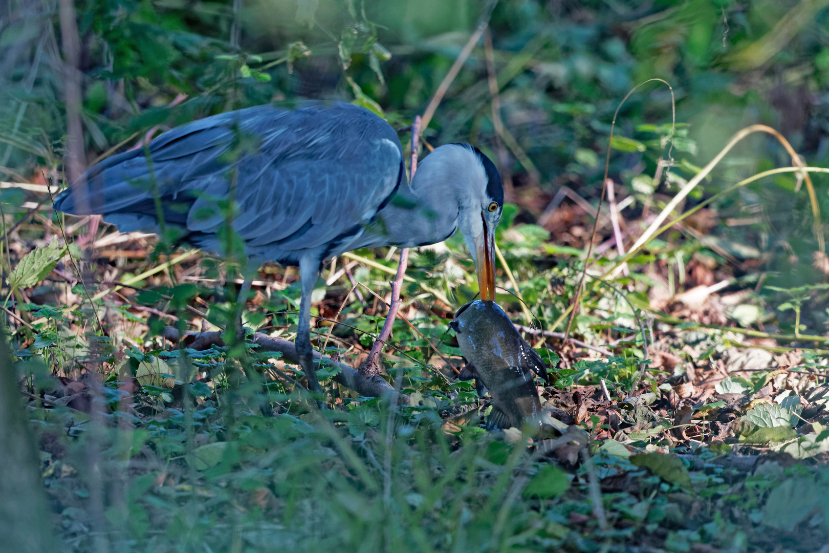 Graureiher mit Fisch