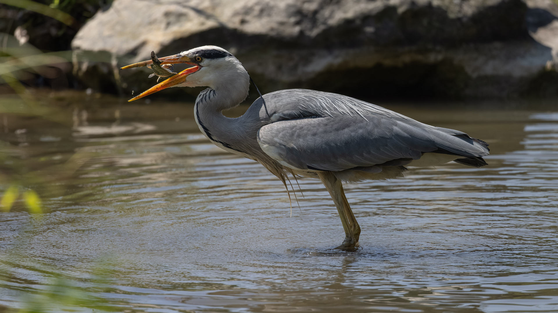 Graureiher mit Fisch