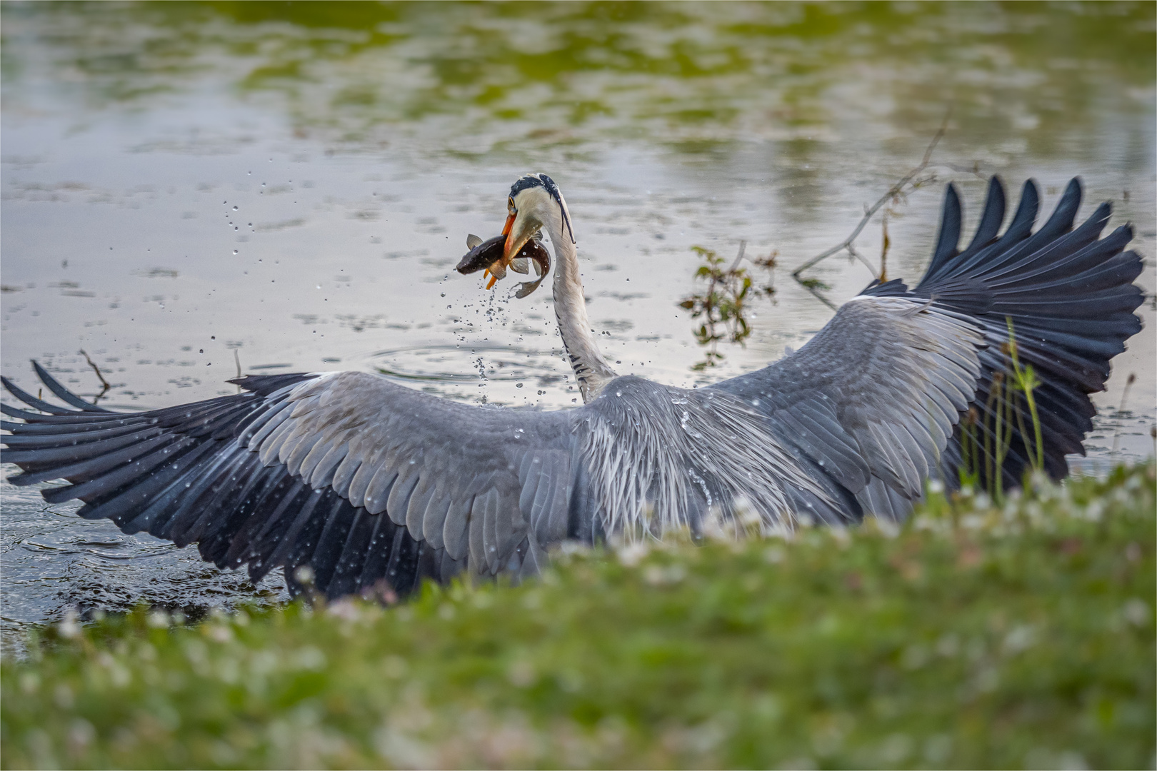 Graureiher mit Fisch