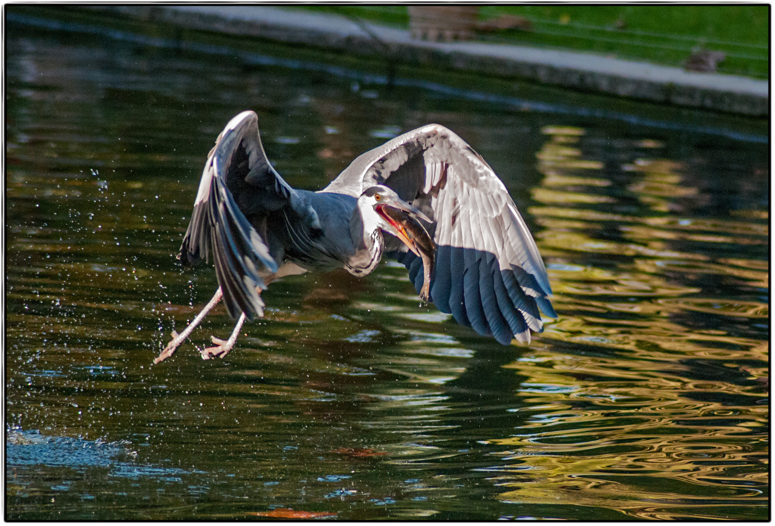 Graureiher mit Fisch