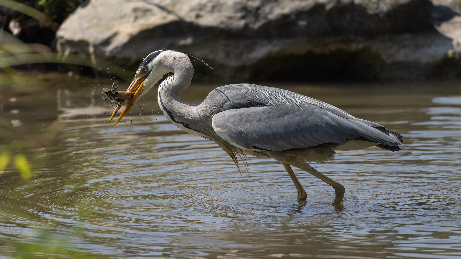 Graureiher mit Fisch