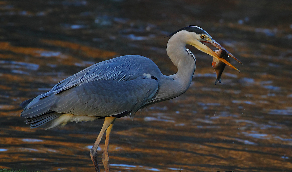 Graureiher mit Fisch