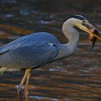 Graureiher mit Fisch