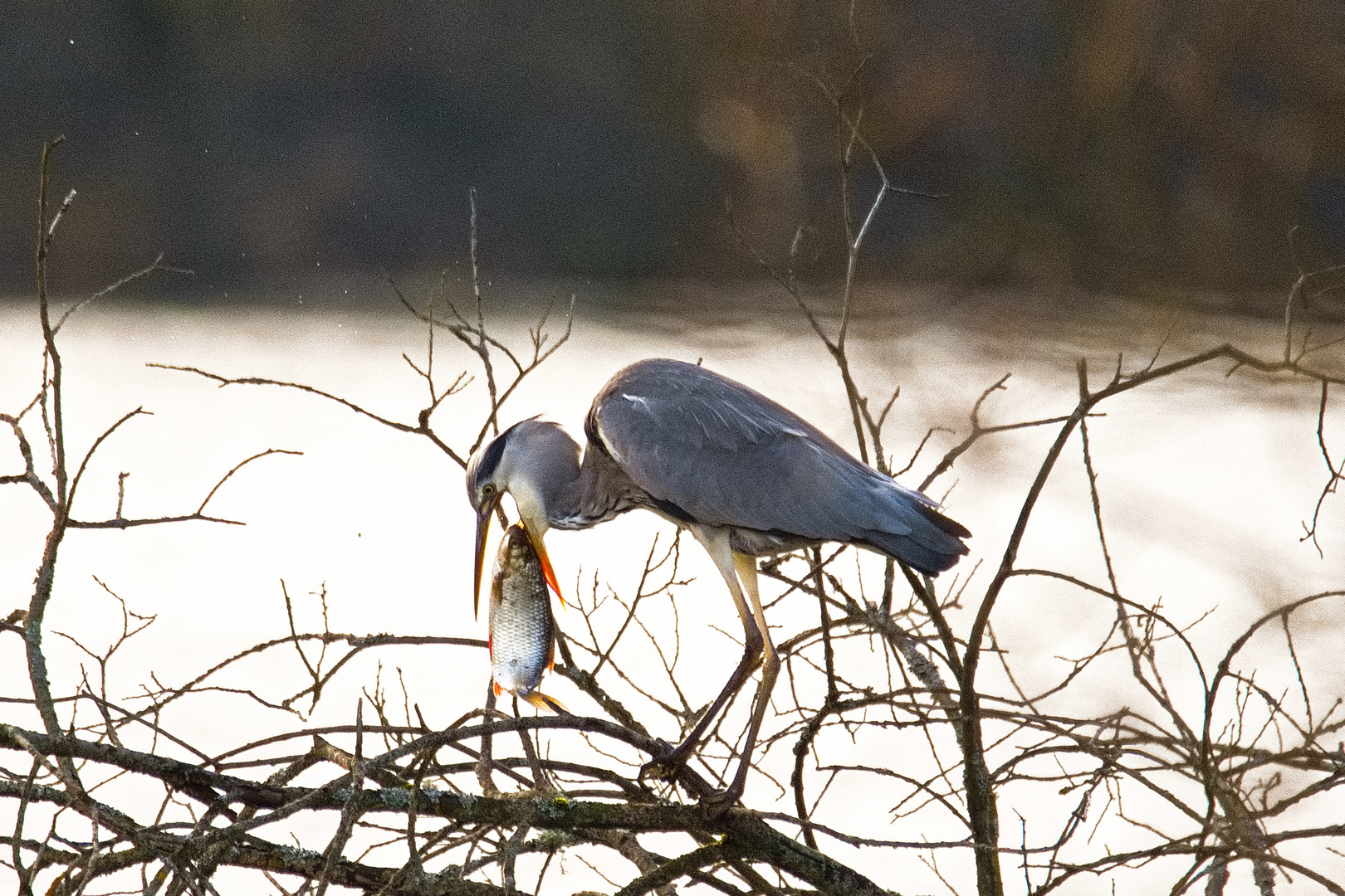 Graureiher mit Fisch