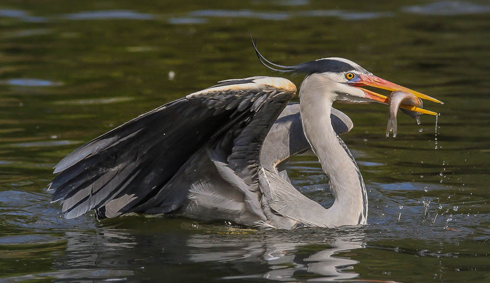 Graureiher mit Fisch