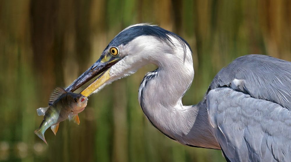 GRAUREIHER MIT FISCH