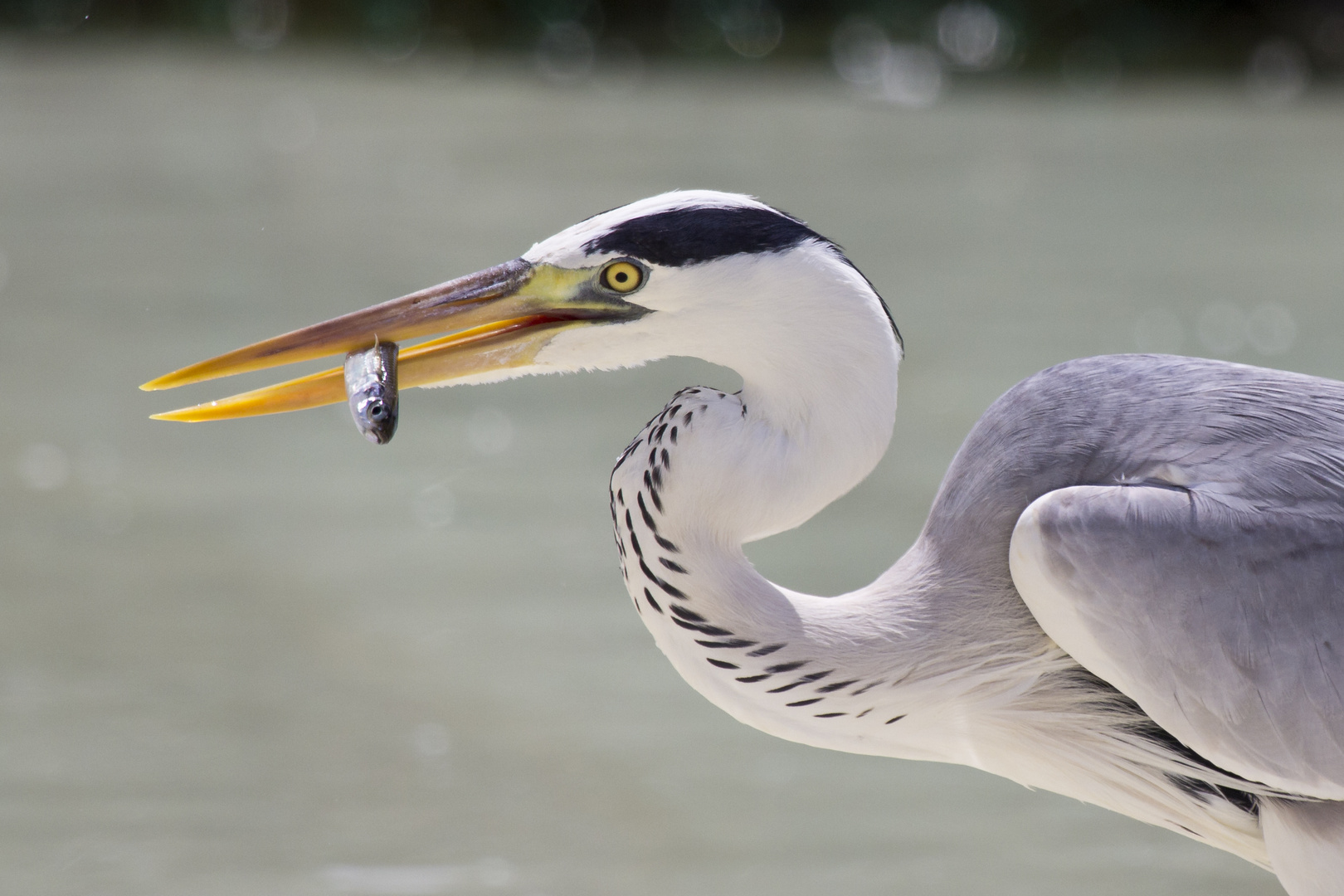 Graureiher mit Fisch im Schnabel