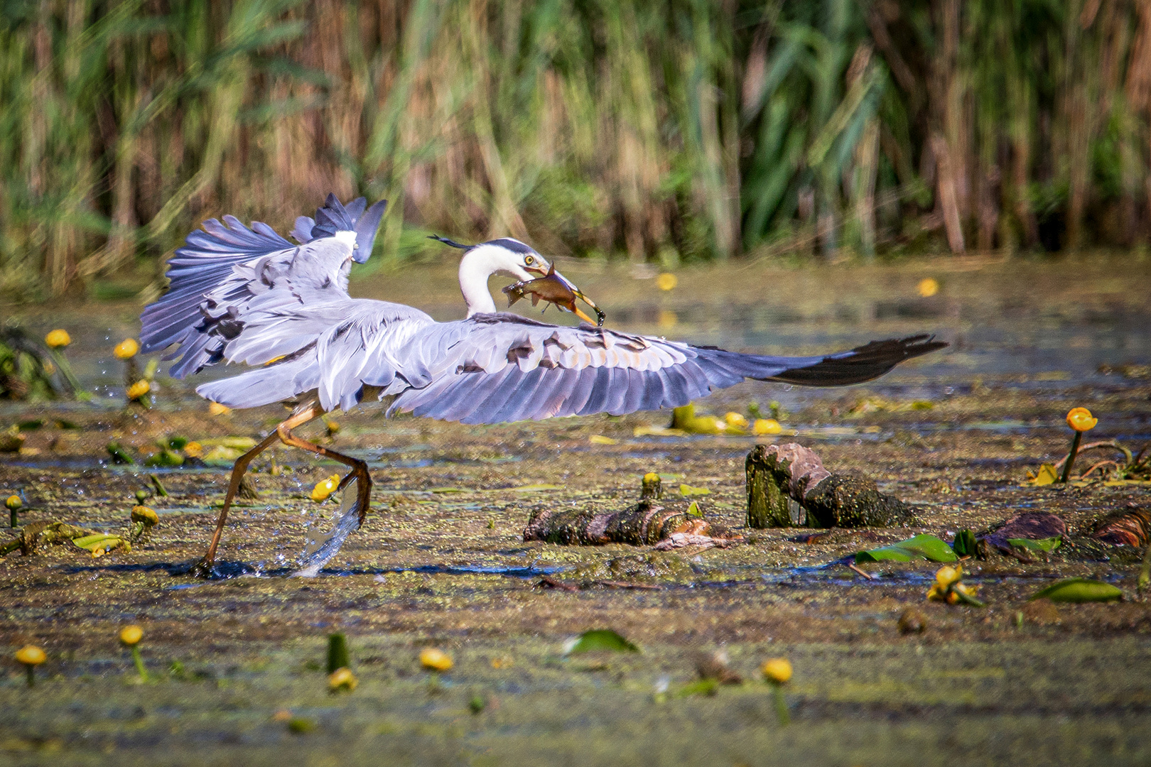 Graureiher mit Fisch im Schnabel 