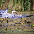 Graureiher mit Fisch im Schnabel 