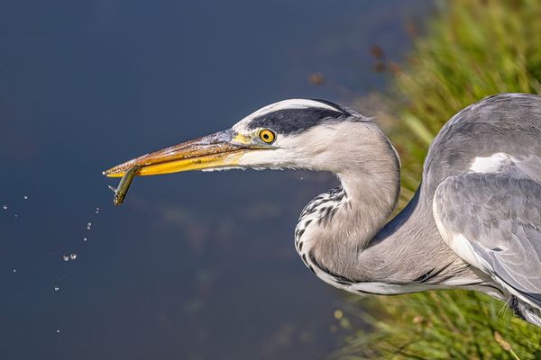 Graureiher mit Fisch im Schnabel.