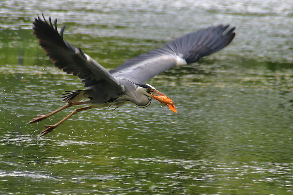 Graureiher mit Fischbeute