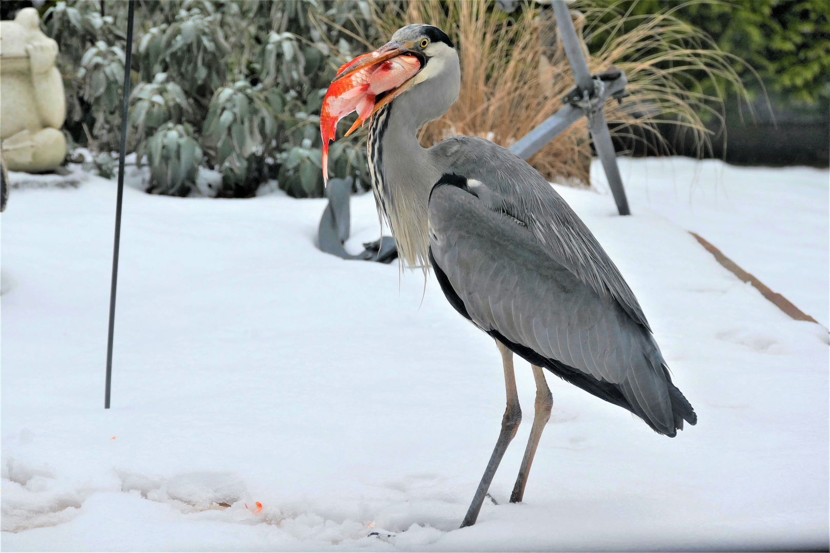 Graureiher mit Goldfisch