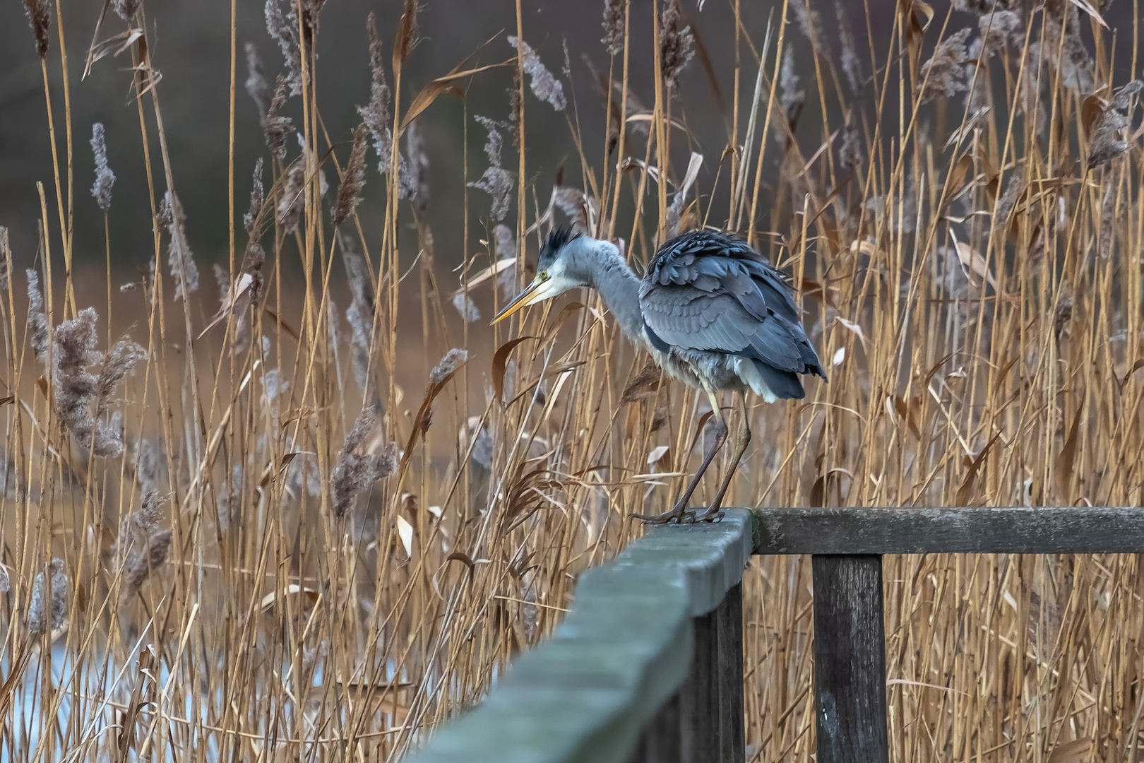 Graureiher mit Jagdfieber