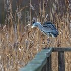 Graureiher mit Jagdfieber