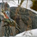 Graureiher mit Jagdglück