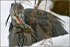 Graureiher mit Jagdglück