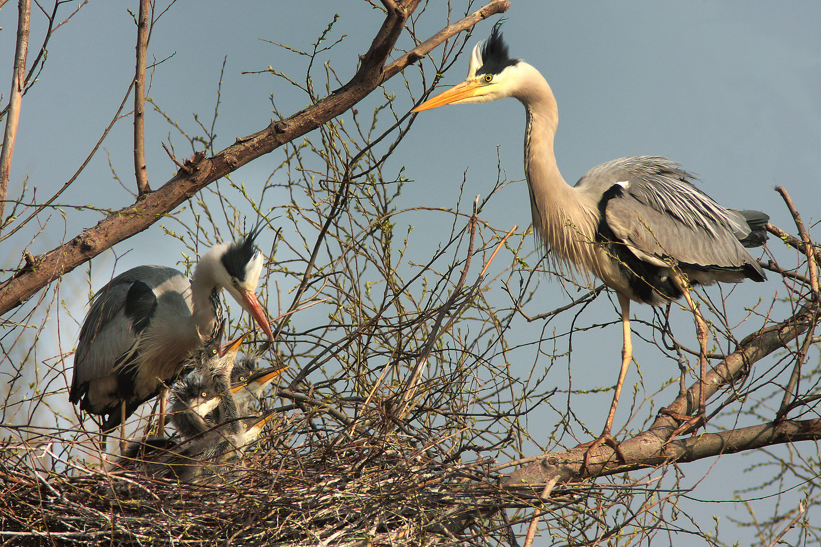 Graureiher mit Jungen am Nest