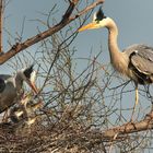 Graureiher mit Jungen am Nest