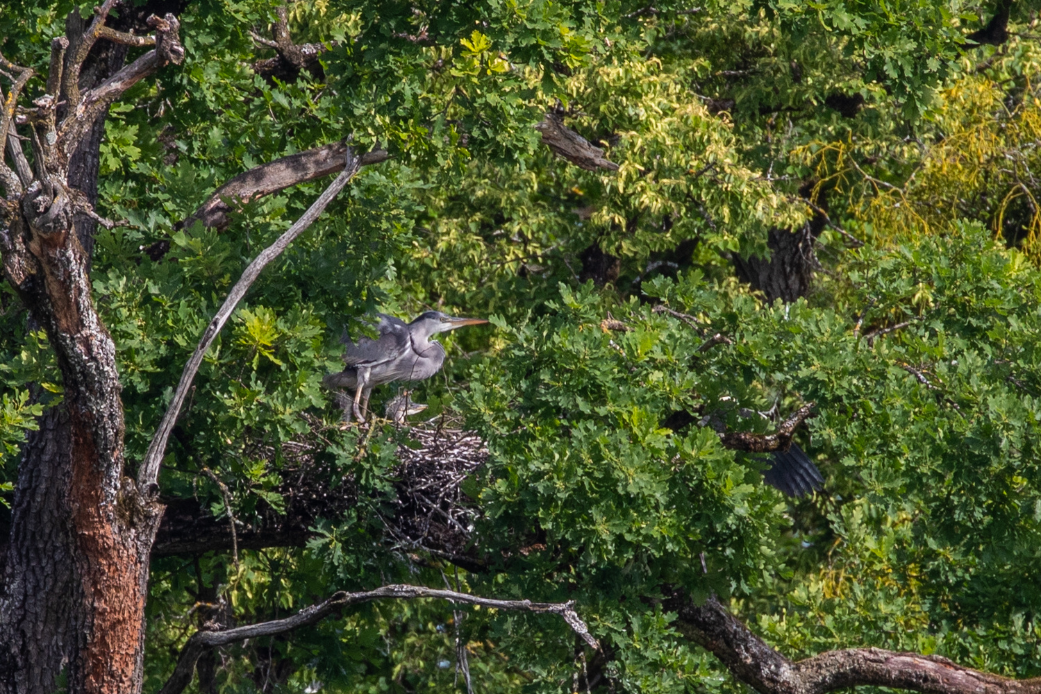 Graureiher mit Jungvogel