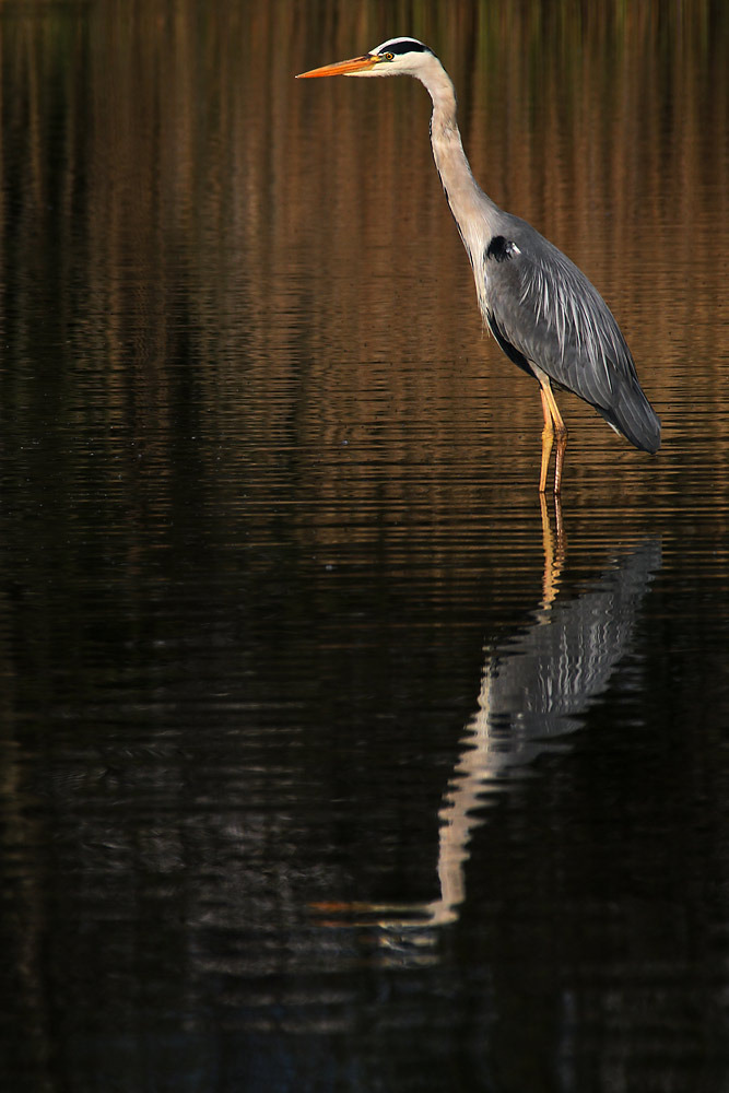 Graureiher mit Spiegelbild