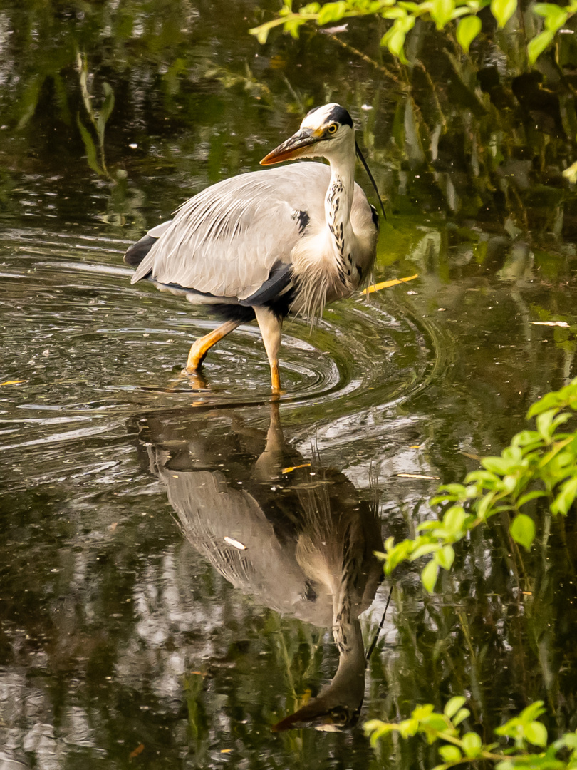 Graureiher mit Spiegelbild