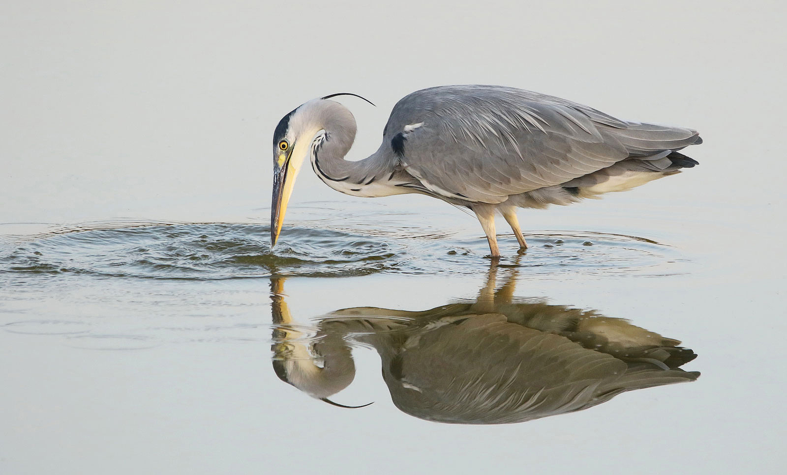 Graureiher mit Spiegelbild