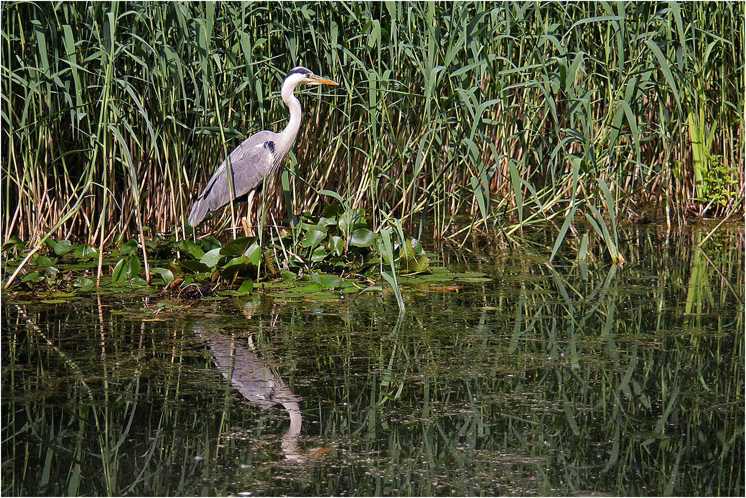 Graureiher mit Spiegelung Foto & Bild teich, natur, spiegelung Bilder