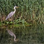 Graureiher mit Spiegelung