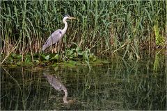 Graureiher mit Spiegelung