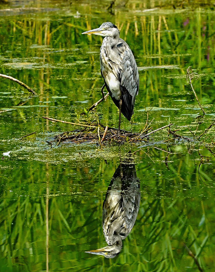 Graureiher mit Spiegelung