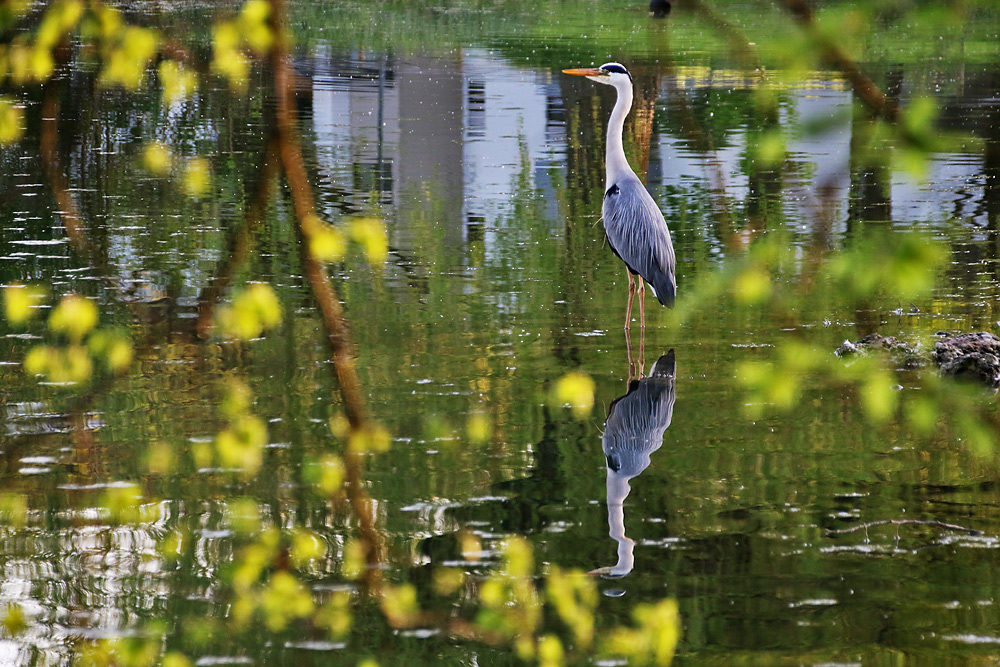 Graureiher mit Spiegelung im Frühlingsweiher