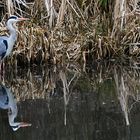 Graureiher mit Spiegelung in Ufernähe