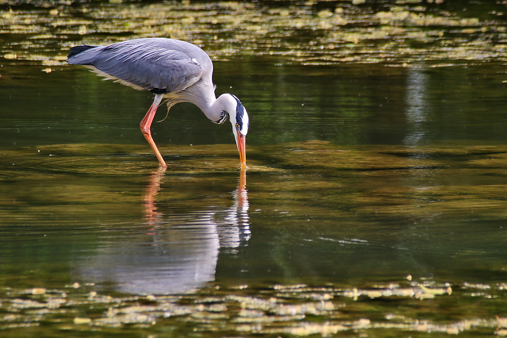 Graureiher mit Wasserspiegelung