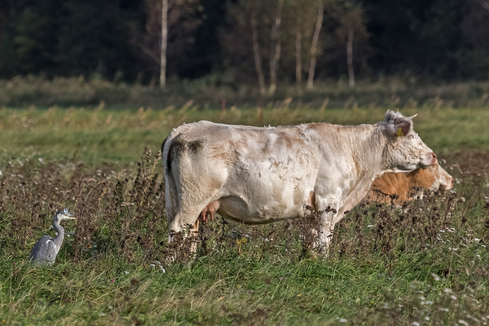 Graureiher möchte frische Milch