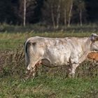 Graureiher möchte frische Milch