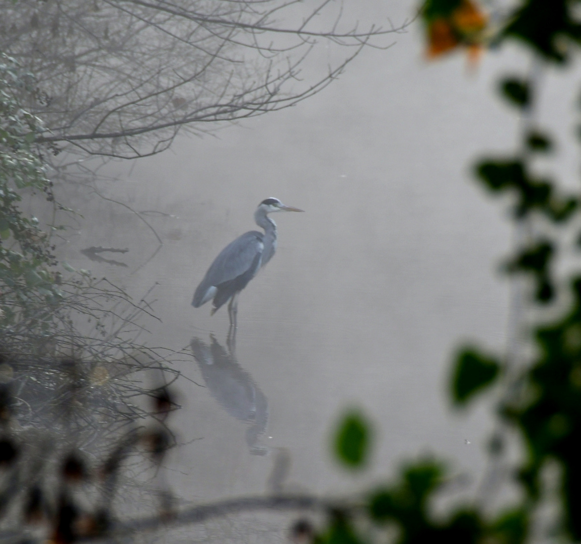 Graureiher m.Spiegelbild i. Nebel