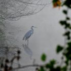 Graureiher m.Spiegelbild i. Nebel