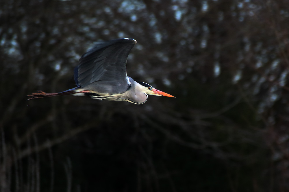 Graureiher nach dem Abflug aus dem Schilf