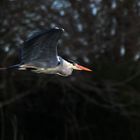 Graureiher nach dem Abflug aus dem Schilf